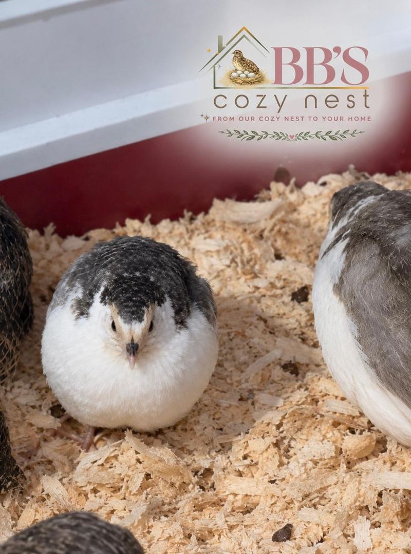 A young grey and white quail on wood shavings