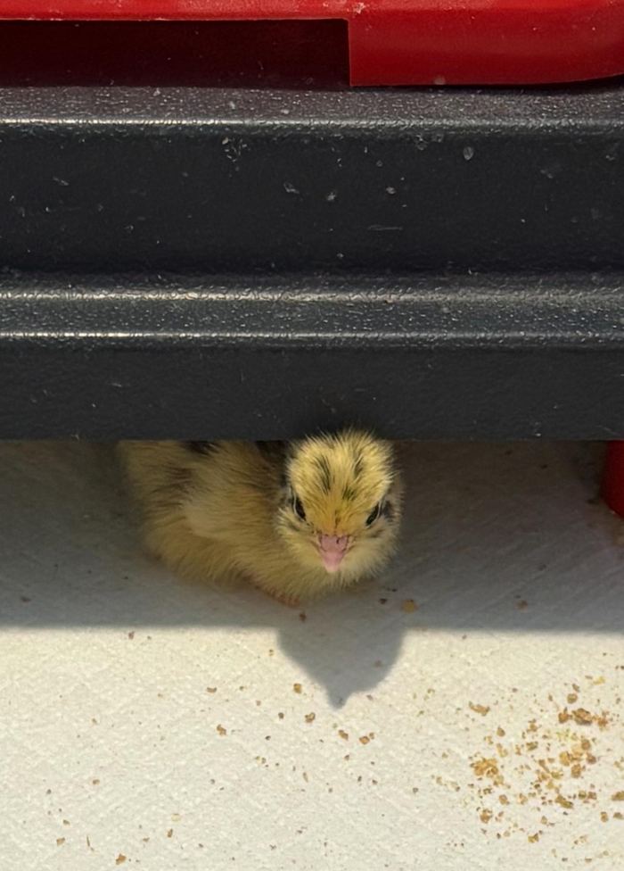 A quail chick peeking out from under the brooder