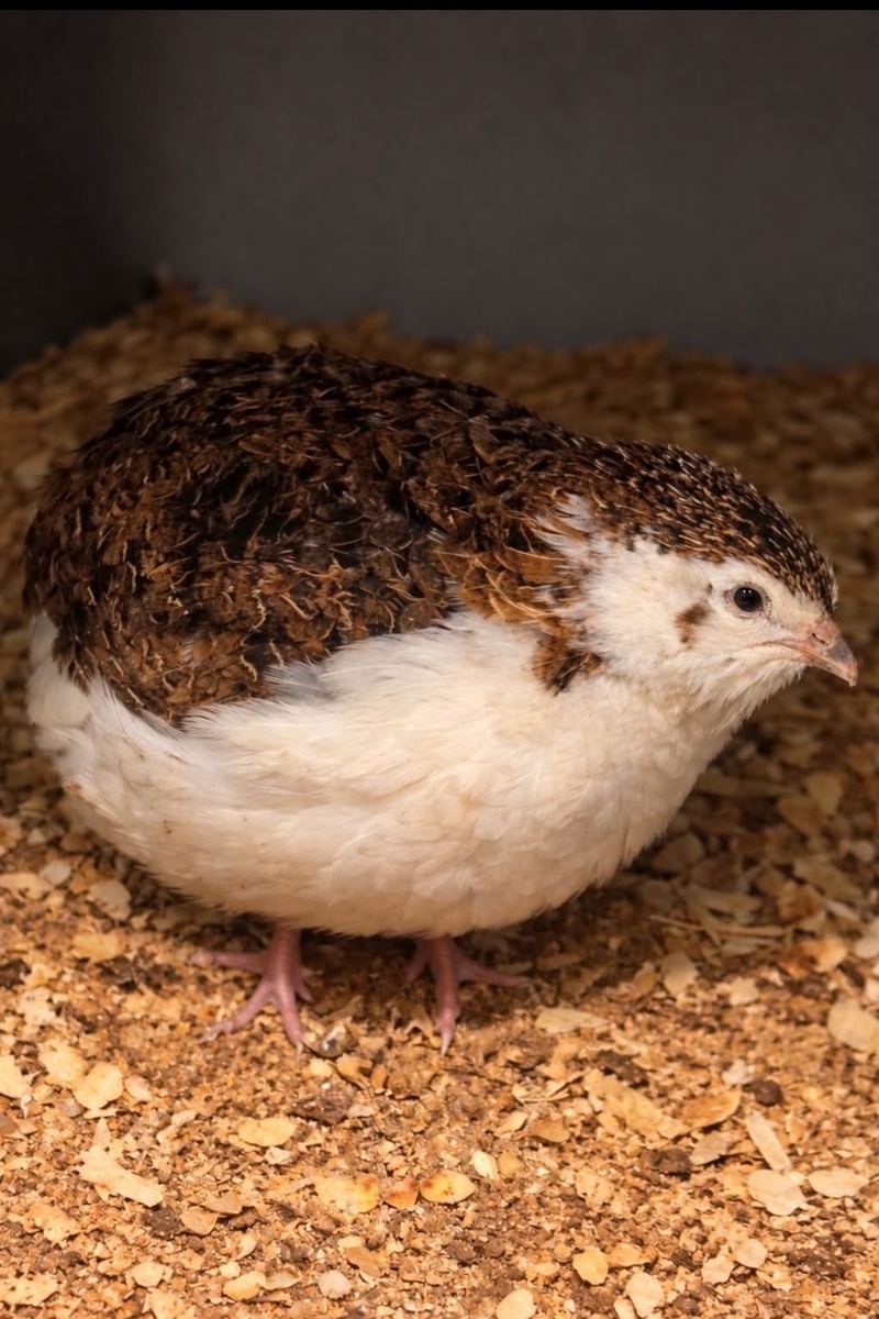 A white and brown quail hen