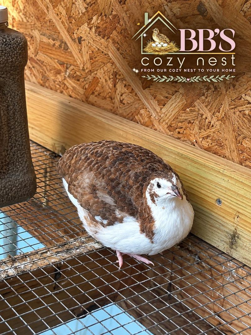 A brown and white quail hen in the coop