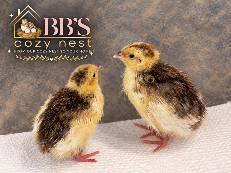 Two quail chicks facing each other